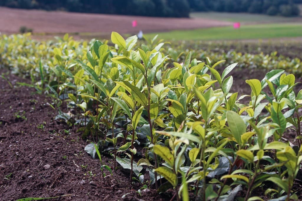 Young tea plants in rows at Vale Farms on Whidbey Island