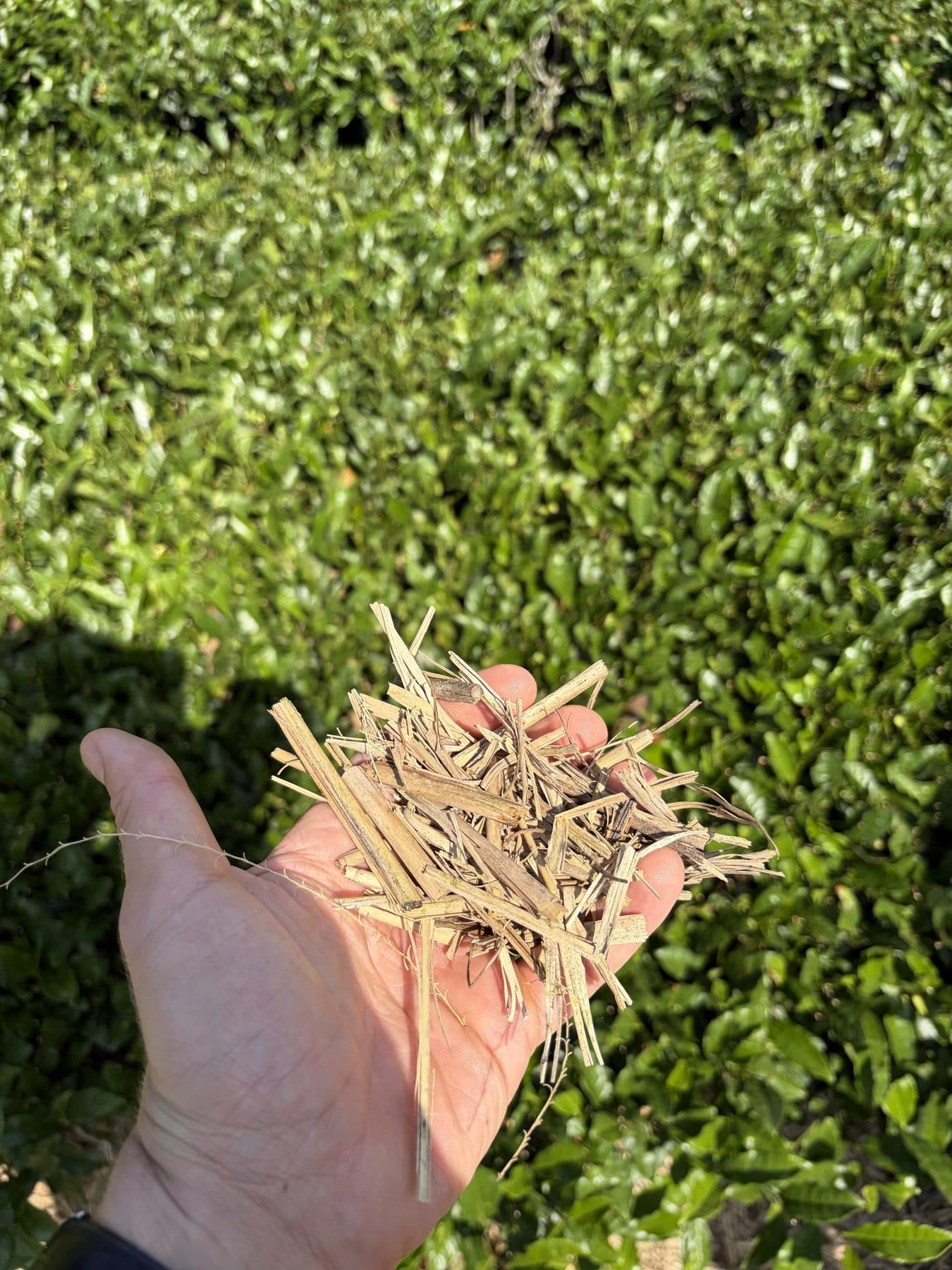 A hand holding dried grass mulch used in the Chagusaba method, with tea bushes behind