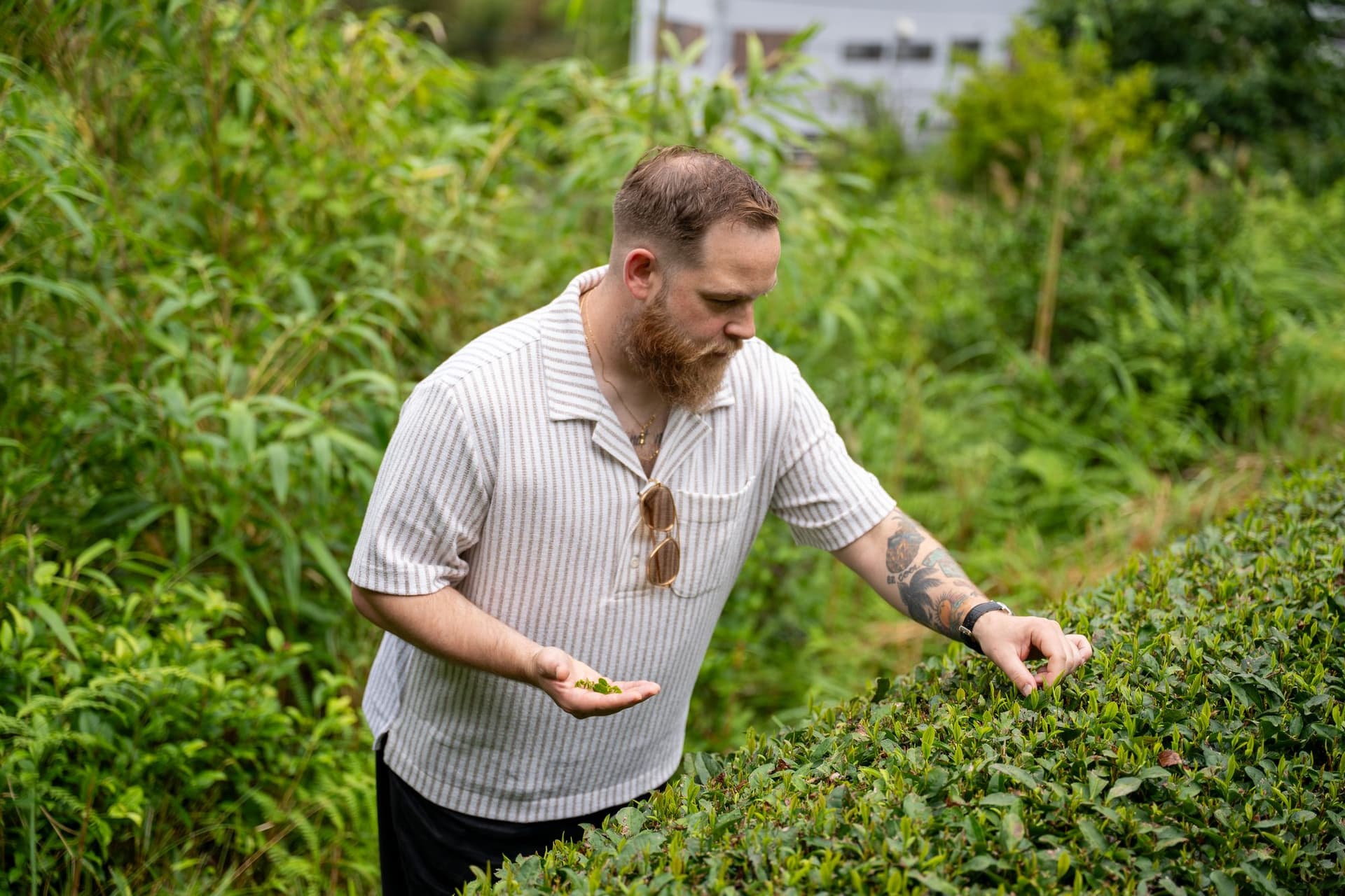 Inspecting and picking fresh tea leaves among the bushes at Matsushita Tea Garden