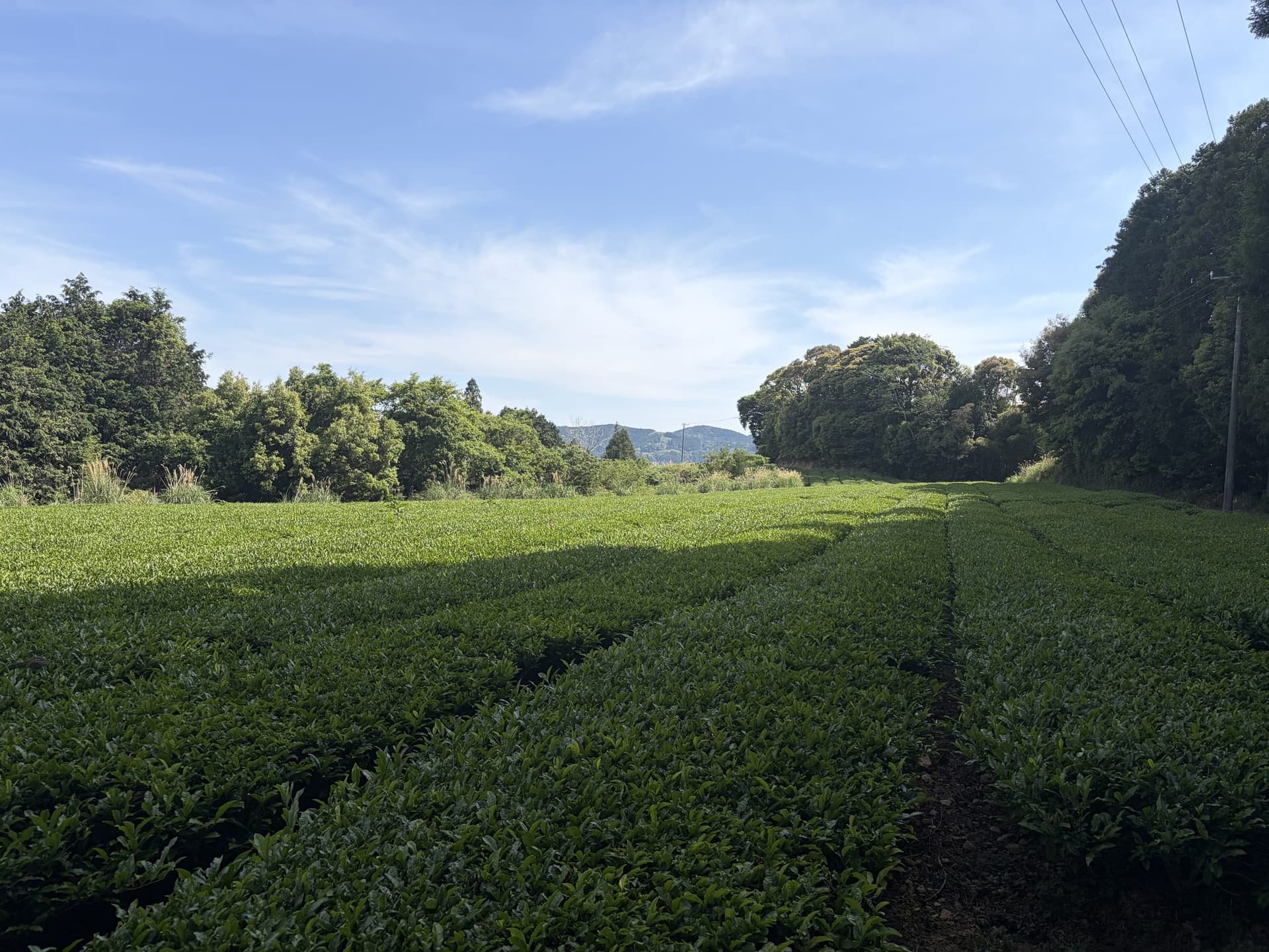 Rows of tea bushes across a Shizuoka hillside under a bright sky