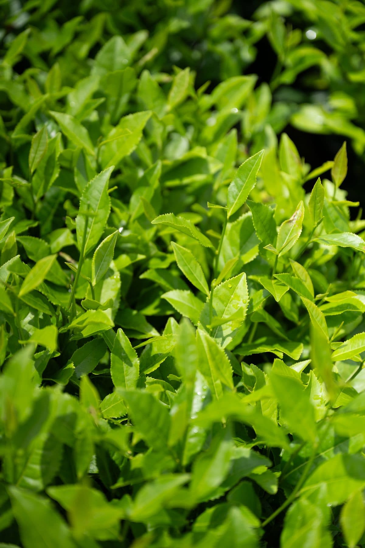 Close-up of vibrant green tea leaves with dew on the bush