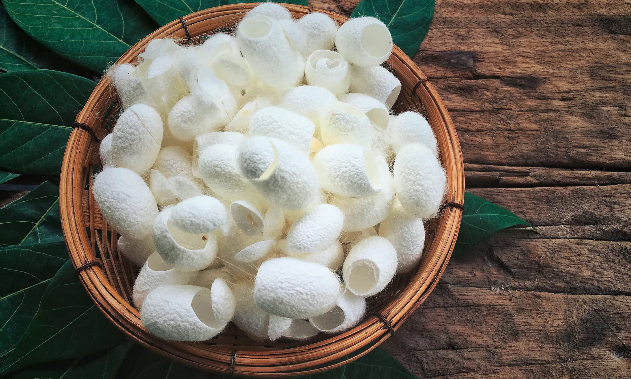 Silkworm cocoon - source of hydrolyzed silk protein